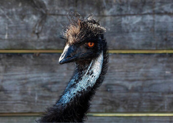 Emu Greeting Card featuring the photograph Emu Pose by Rose Guinther