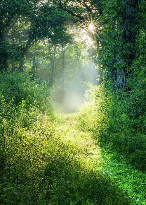 Path Greeting Card featuring the photograph Enchanting by Brad Bellisle
