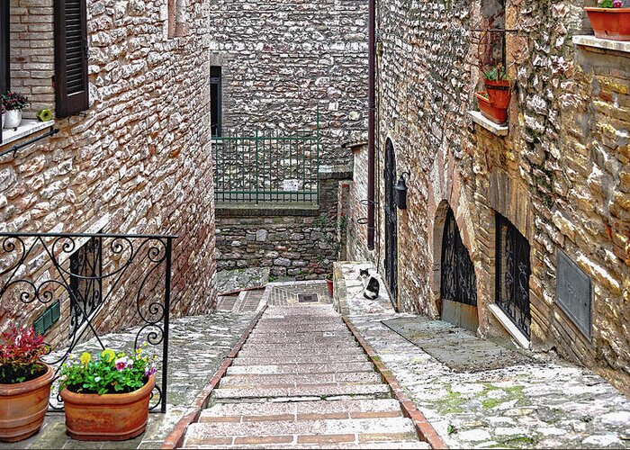 Cat Greeting Card featuring the photograph Encounters. A cat in Assisi by Loredana Gallo Migliorini
