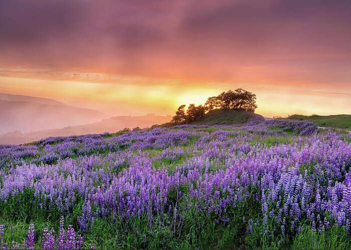 Lupine Greeting Card featuring the photograph End of Day by Jason Roberts