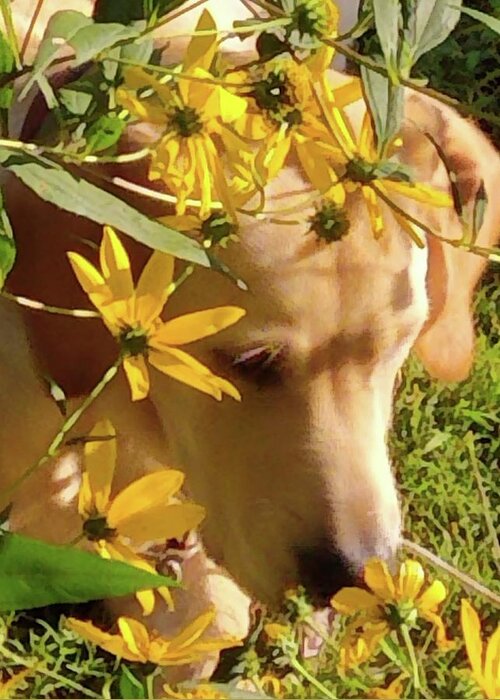 Dog Greeting Card featuring the photograph Enjoying Nature by Kim Galluzzo