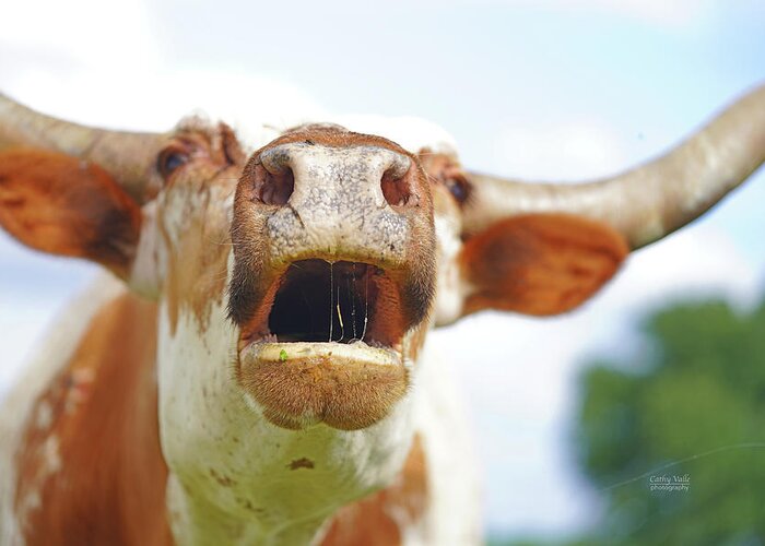 Https://gvrlonghorns.com/for-sale Greeting Card featuring the photograph Enough already, Texas longhorn cow message by Cathy Valle