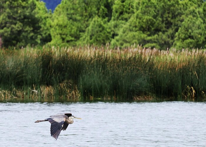 Heron Greeting Card featuring the photograph Ephemeral Summer Flight by Laura Putman
