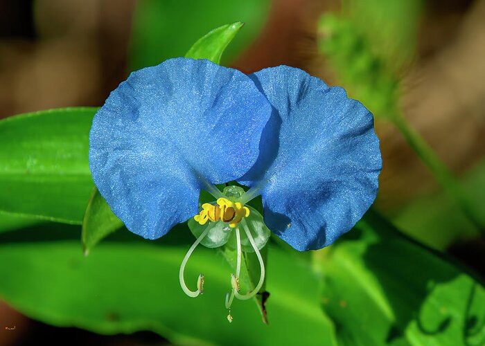 Spiderwort Family Greeting Card featuring the photograph Erect Dayflower DFL1219 by Gerry Gantt