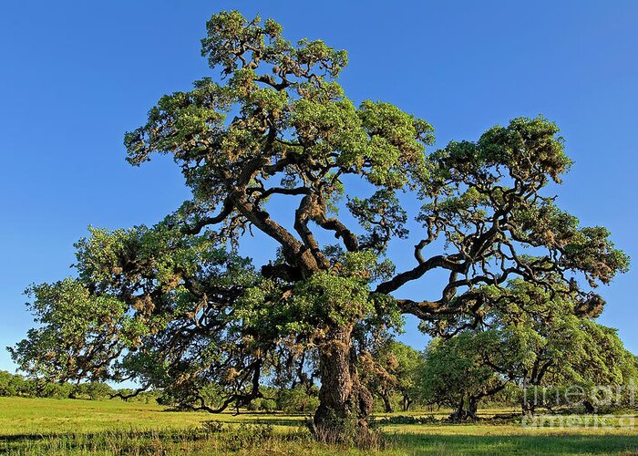 Dave Welling Greeting Card featuring the photograph Escarpment Oak Quercus Fusiformis Hill Country Texas by Dave Welling