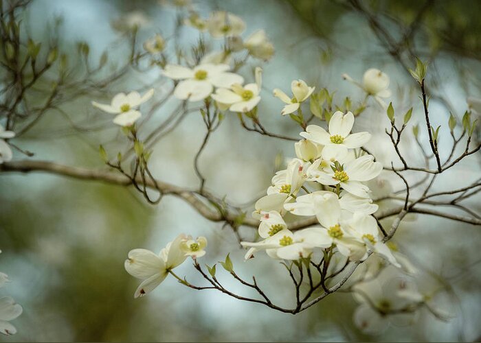 Dogwood Tree Greeting Card featuring the photograph Ethereal Dogwood Blossoms by Joni Eskridge