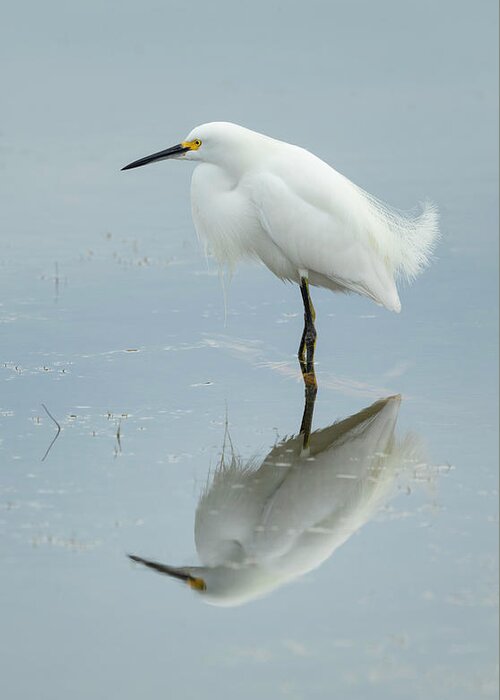 Egret Greeting Card featuring the photograph Ethereal Egret by Fran Gallogly