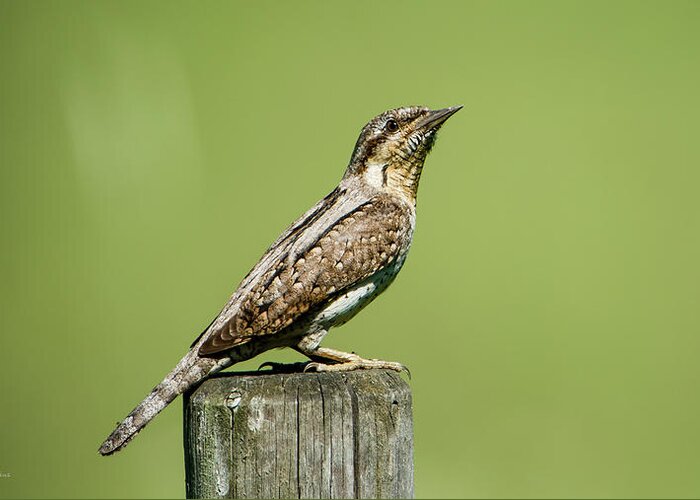 Wryneck Greeting Card featuring the photograph Eurasian Wryneck, the ant hunter by Torbjorn Swenelius
