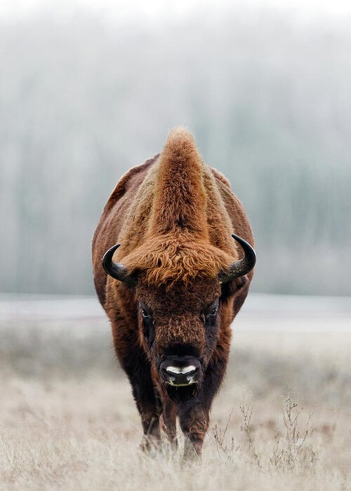 European Buffalo Greeting Card featuring the photograph European Bison bull by Patrick Van Os