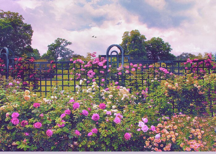 Rose Garden Greeting Card featuring the photograph Rose Trellis Splendor by Jessica Jenney