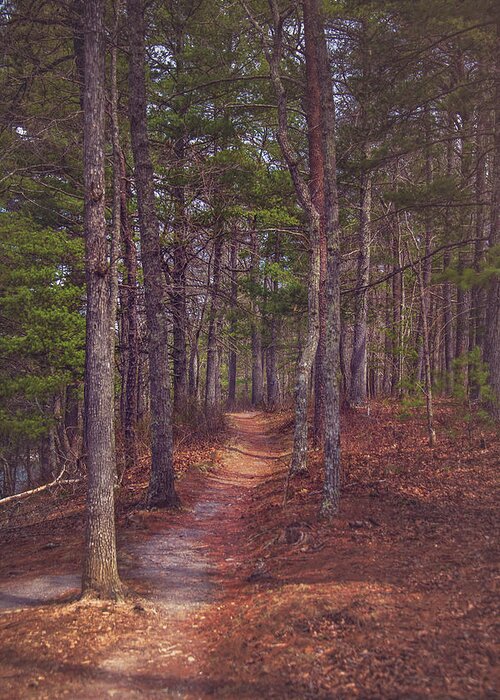 Forest Greeting Card featuring the photograph Evening Stroll by Tricia Louque