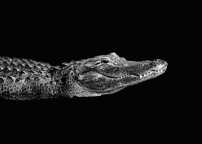 Alligator Greeting Card featuring the photograph Everglades Alligator by Donald Spencer