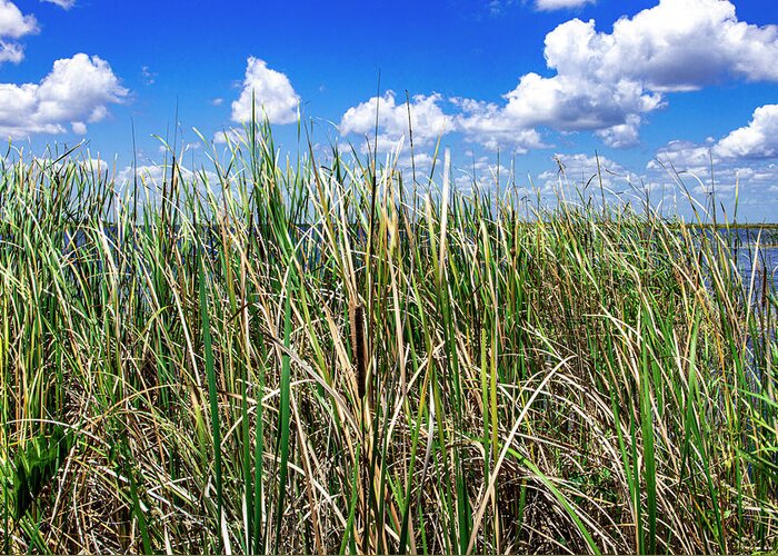 Everglades Greeting Card featuring the photograph Everglades Sawgrass by Blair Damson