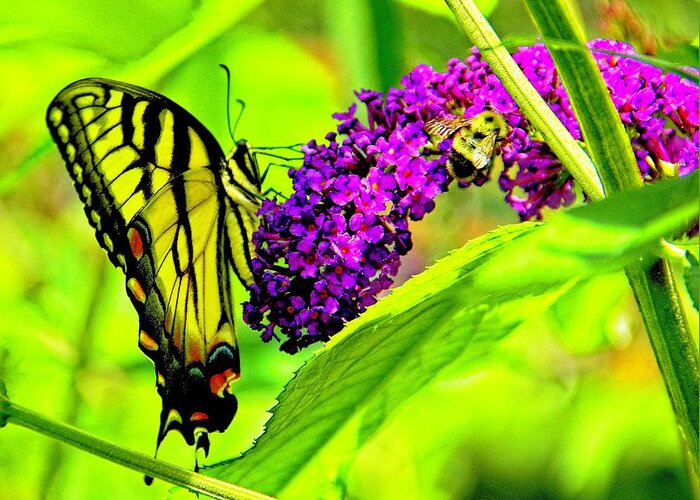 Butterfly Greeting Card featuring the photograph Everyday Life by Allen Nice-Webb