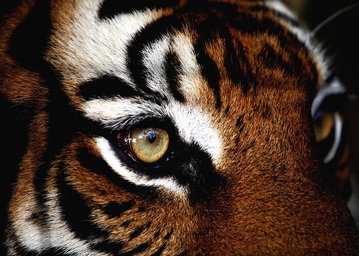 Tiger Greeting Card featuring the photograph Eyes of the Tiger by Brad Barton