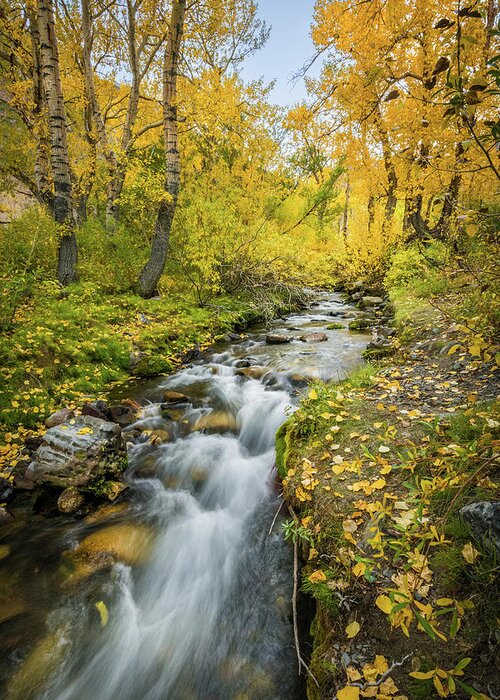 Autumn Greeting Card featuring the photograph Fall Colors at McGee Creek by Alexander Kunz
