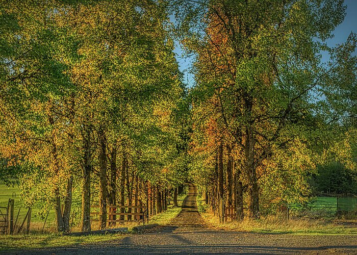 Leaf Greeting Card featuring the photograph Fall Colors Country Road by Loyd Towe Photography