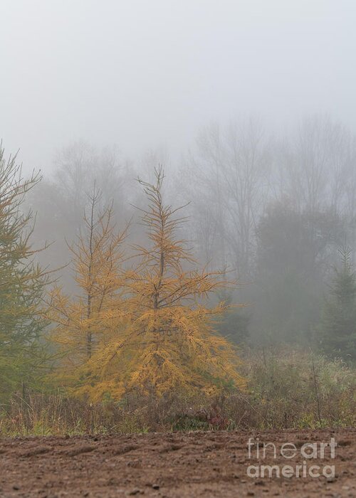 Tamarack Greeting Card featuring the photograph Fall Foliage in the Fog by Amfmgirl Photography