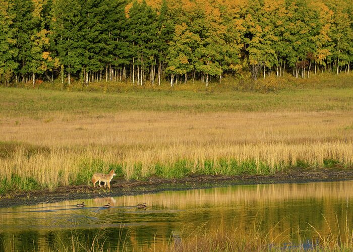Coyote Greeting Card featuring the photograph Fall Landscape With Coyote by Phil And Karen Rispin