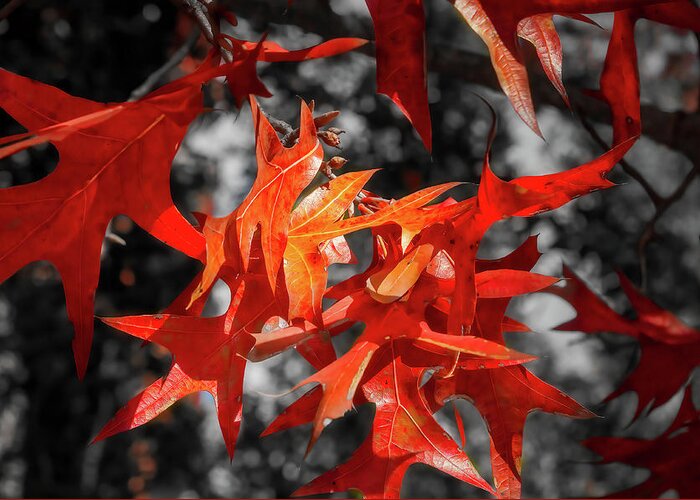 Fall Greeting Card featuring the photograph Fall Leaves-1 by John Kirkland