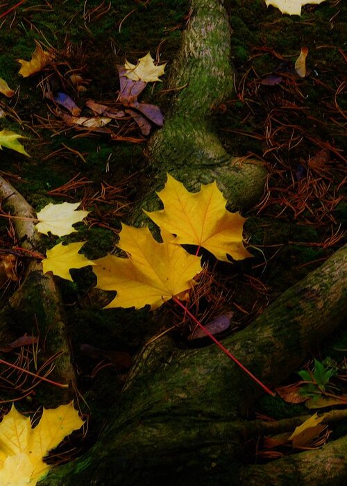 - Fall Leaves Greeting Card featuring the photograph - Fall Leaves by THERESA Nye