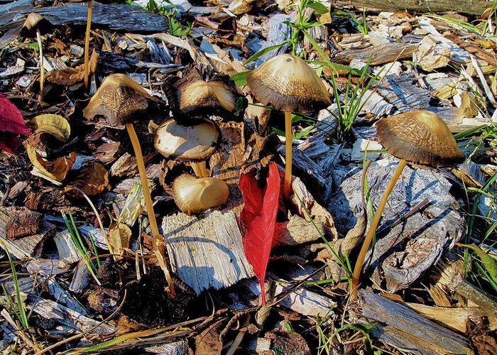 Fall Greeting Card featuring the photograph Fall Mushrooms I by Scott Olsen