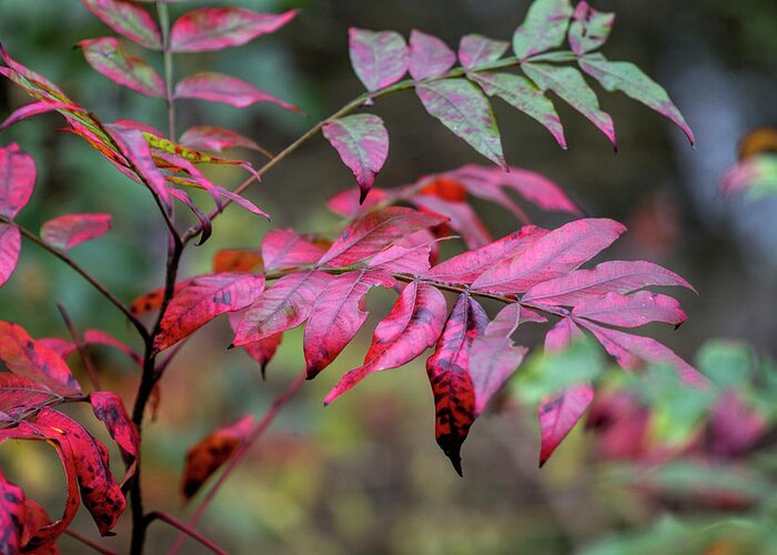 Rhus Copallinum Greeting Card featuring the photograph Fall Reds of Winged Sumac by Kathy Clark