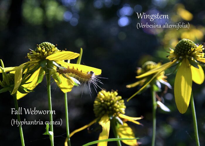 Nature Greeting Card featuring the photograph Fall Webworm on Yellow Wingstem by Mark Berman