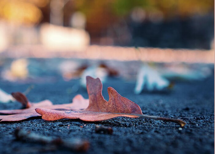 Autumn Greeting Card featuring the photograph Fallen Leaf on Macadam by Jason Fink