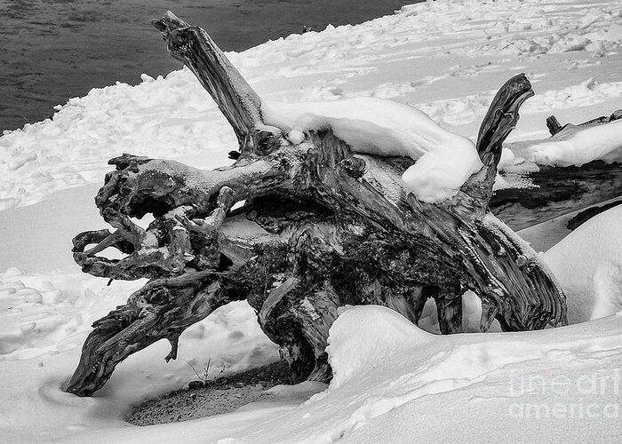 Yellowstone National Park Greeting Card featuring the photograph Fallen Tree in Yellowstone 2 by Bob Phillips