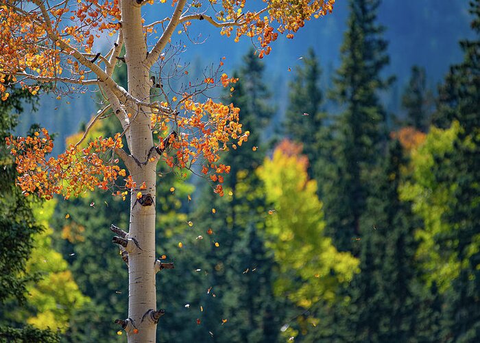 Colorado Greeting Card featuring the photograph Falling Leaves by David Downs