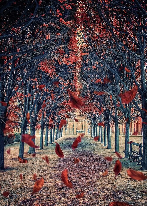 Autumn Greeting Card featuring the photograph Falling Leaves by Manjik Pictures