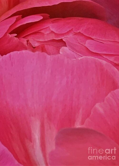 Peony Greeting Card featuring the photograph Fan Dancer by Tiesa Wesen