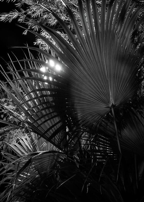 Backlighting Greeting Card featuring the photograph Fan Palm Night by Liza Eckardt