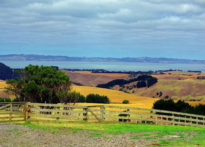 Morning Greeting Card featuring the photograph Farm Life - Shelly Beach, New Zealand by Kenneth Lane Smith