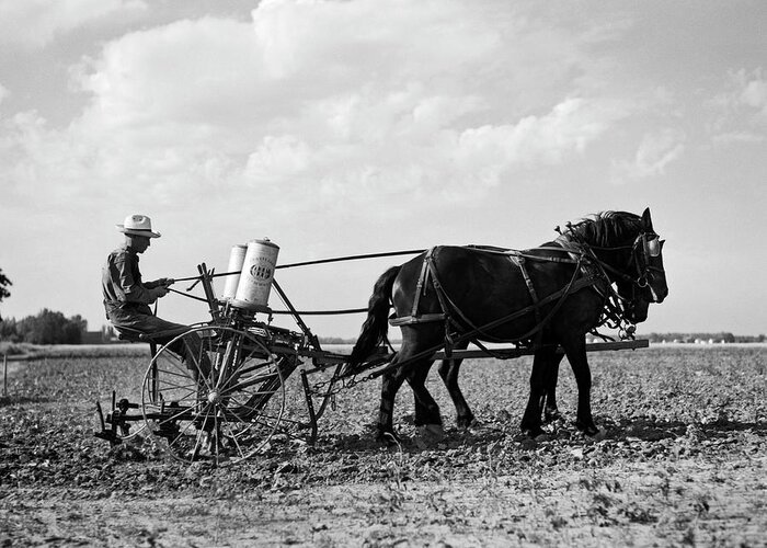 1 Person Greeting Card featuring the photograph Farmer Fertilizing Corn by Underwood Archives  Arthur Rothstein