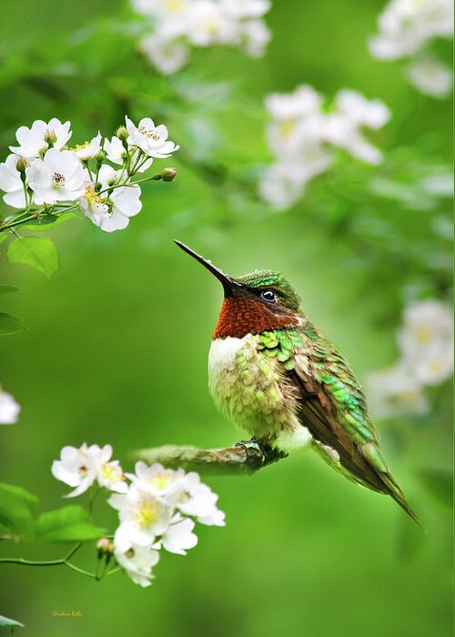 Hummingbird Greeting Card featuring the photograph Fauna and Flora - Hummingbird with Flowers by Christina Rollo