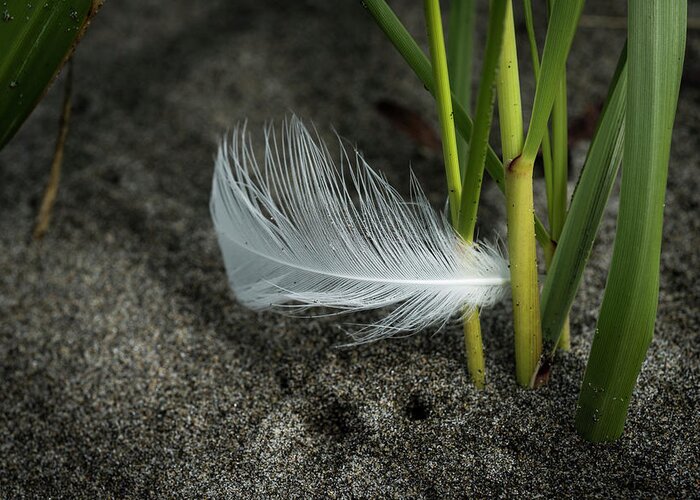 August Greeting Card featuring the photograph Feather and Beach Grass by Robert Potts