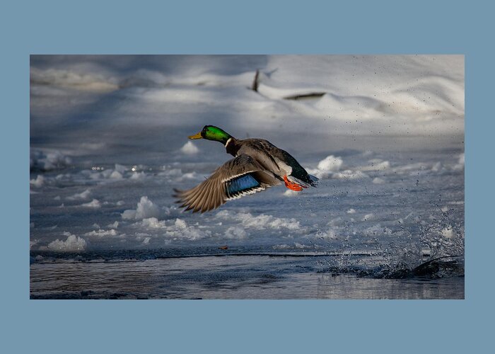 Bird Greeting Card featuring the photograph Feathers on Display by Linda Bonaccorsi