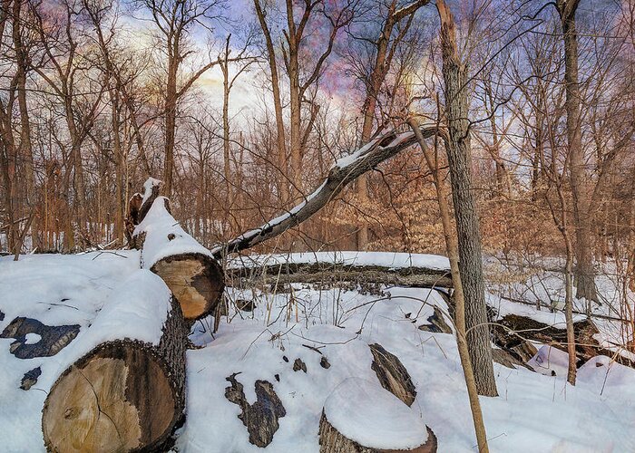 Bronx Botanical Gardens Greeting Card featuring the photograph Felled Tree in the Forest by Cate Franklyn