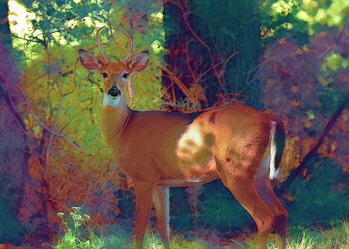 Deer Greeting Card featuring the photograph Felted Colors by Bill and Linda Tiepelman
