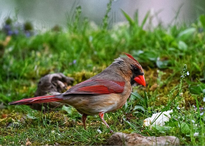Photo Greeting Card featuring the photograph Female Cardinal in Grass by Evan Foster
