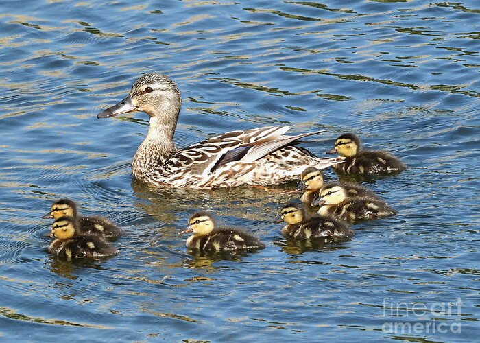 Ducks Greeting Card featuring the photograph Female Mallard With Seven Ducklings by Sheila Lee