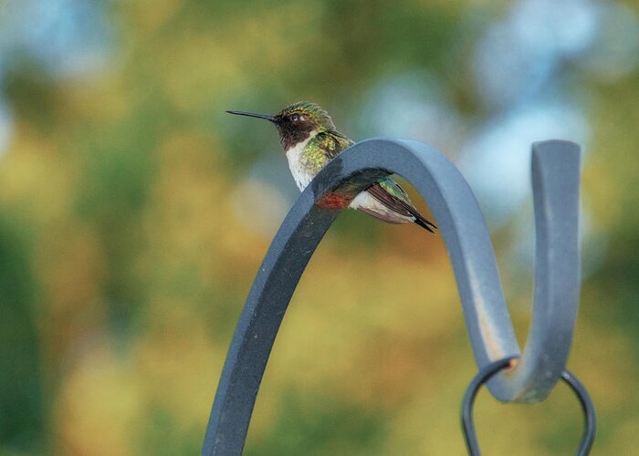 Female Greeting Card featuring the photograph Female Ruby-Throated Hummingbird by Frank Mari