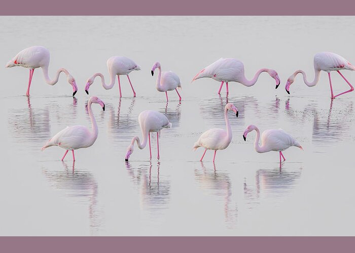 Flamingo Greeting Card featuring the photograph Pink Flamingos by Loredana Gallo Migliorini