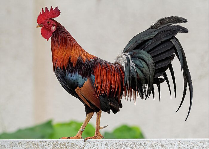 Feral Greeting Card featuring the photograph Feral Rooster by Rick Mosher