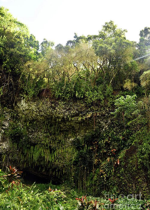 Fern Grotto Greeting Card featuring the photograph Fern Grotto by Cindy Murphy