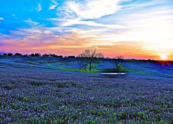 Texas Greeting Card featuring the photograph Field Of Blue by John Babis