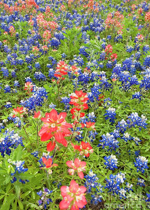 Dave Welling Greeting Card featuring the photograph Field Of Bluebonnets And Indian Paintbrush Texas Hill Country by Dave Welling