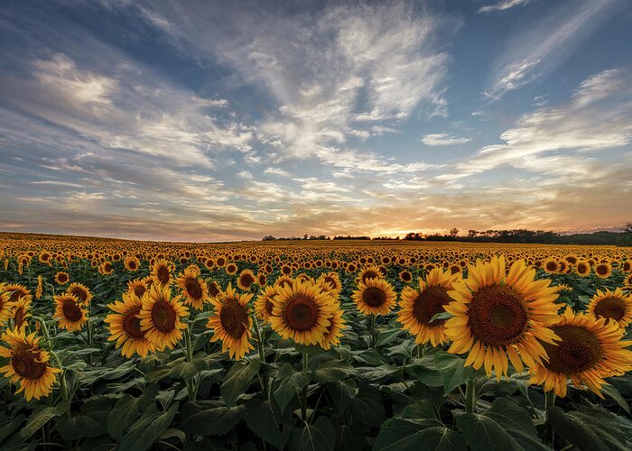 America Greeting Card featuring the photograph Field of Gold by Scott Bean